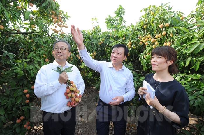 VIDEO: Đại sứ đặc mệnh toàn quyền Nhật Bản trải nghiệm vườn vải Thanh Hà